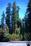 redwoods