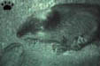 beaver