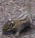 squirrel