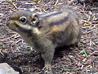 squirrel