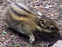 squirrel
