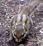 squirrel