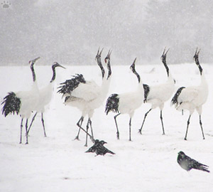 cranes