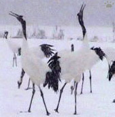 crane
