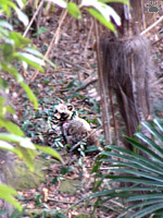 tanuki