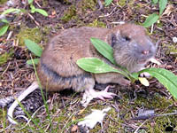 gopher