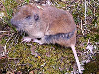 gopher