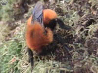 bee