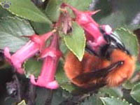 bee