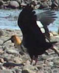 bird