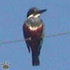 bird