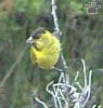bird