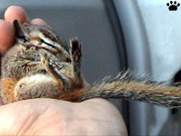 chipmunk