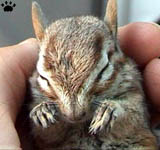 chipmunk