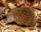 tenrec