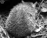 tenrec