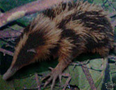 tenrec