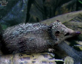 tenrec