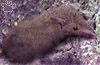 tenrec