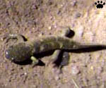 salamander