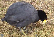 bird