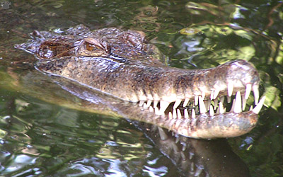 gharial