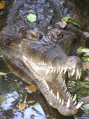 gharial