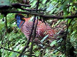 bird