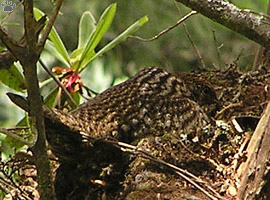 nest