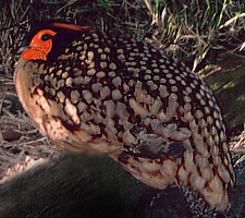 bird