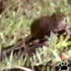 treeshrew