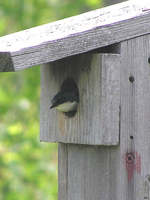 bird