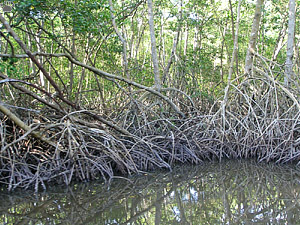 mangroves