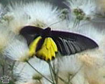 birdwing