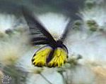 birdwing