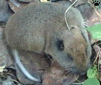 gopher