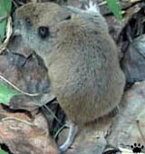 gopher