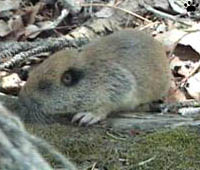 gopher