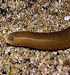 snake