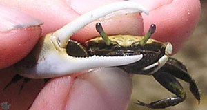 crab
