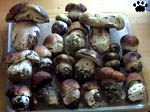 mushrooms