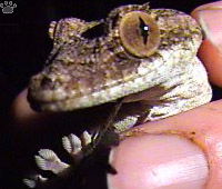 gecko