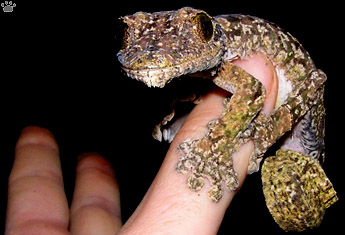 gecko