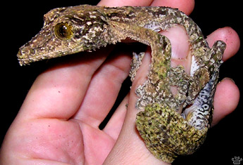 gecko