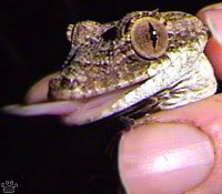 gecko