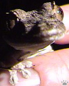 gecko