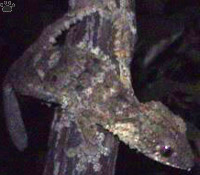 gecko