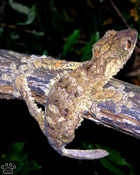 gecko