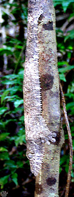 gecko