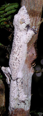 gecko